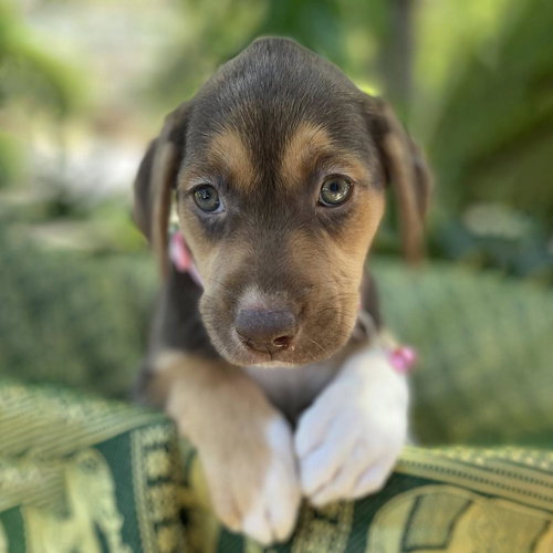 Africa Pup - Tunisia - Adopted photo 2