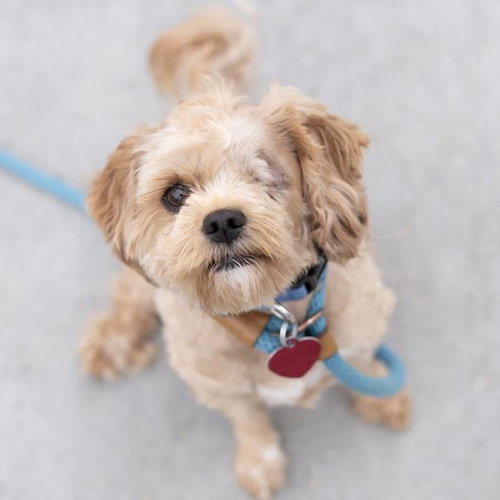 Teddie - Adopted!, an adoptable Poodle in San Diego, CA