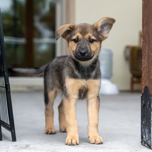 Chicago Pup - Ramblers, an adoptable Shepherd in San Diego, CA