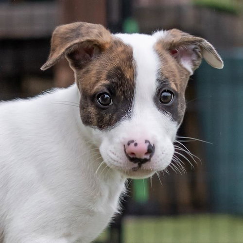 Chicago Pup - Hounds, an adoptable Shepherd in San Diego, CA