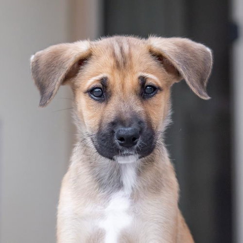 Chicago Pup - White Sox