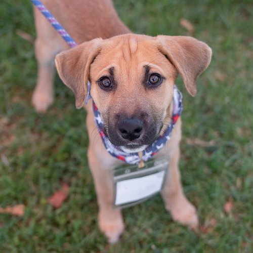 Chicago Pup - White Sox