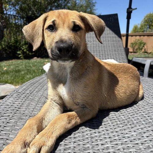 Chicago Pup - White Sox