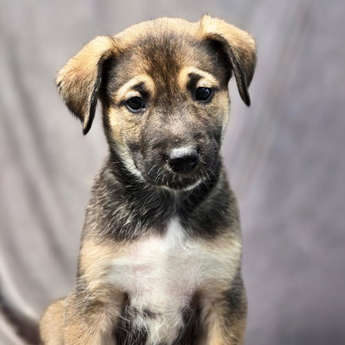 Chicago Pup - Bears, an adoptable Shepherd in San Diego, CA