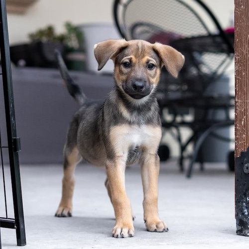 Chicago Pup - Cougars