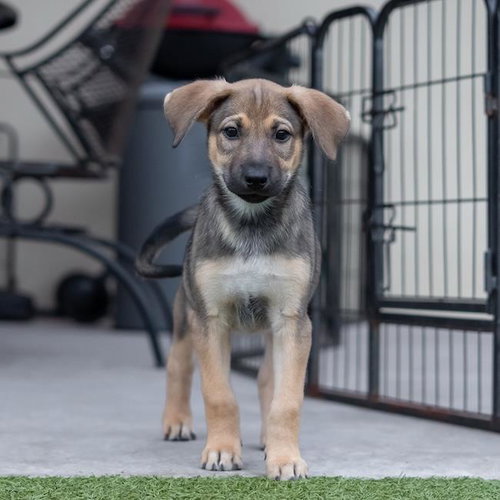 Chicago Pup - Cougars photo 3