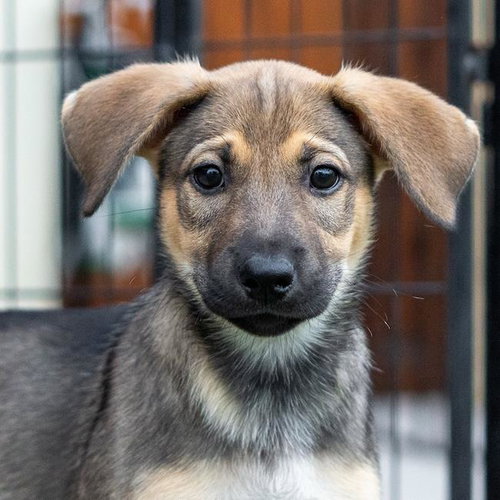 Chicago Pup - Cougars photo 4
