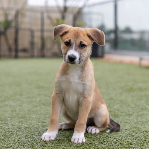 Chicago Pup - Red Stars
