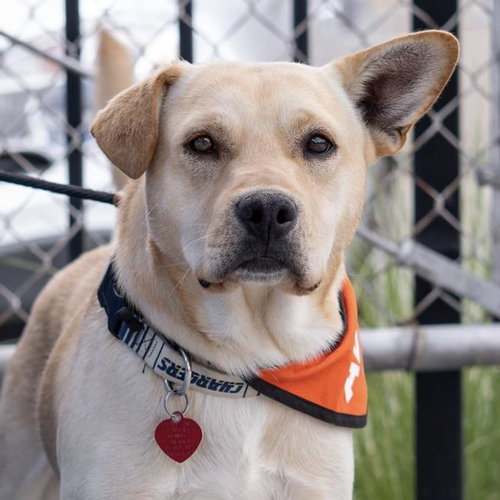 Sloane - Adopted!, an adoptable Labrador Retriever in San Diego, CA