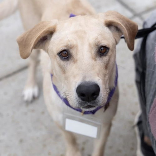 Baine, an adoptable Labrador Retriever in San Diego, CA