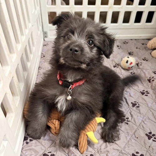 Crinkle, an adoptable Maltese in San Diego, CA