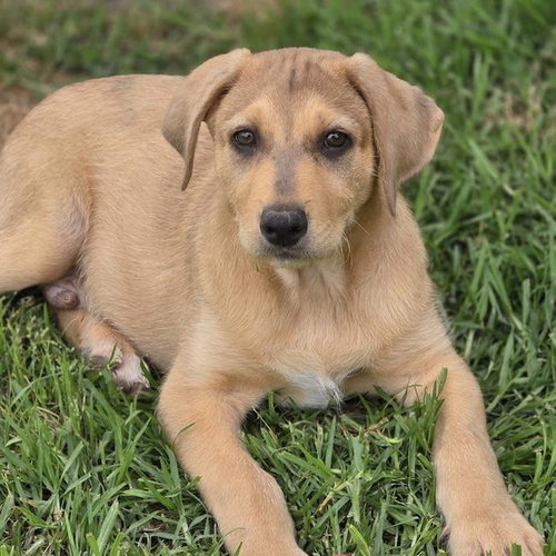 Burley, an adoptable Labrador Retriever in San Diego, CA