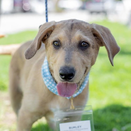 Burley, an adoptable Labrador Retriever in San Diego, CA