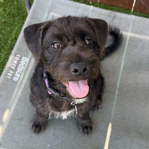 Toad, an adoptable Schnauzer in San Diego, CA