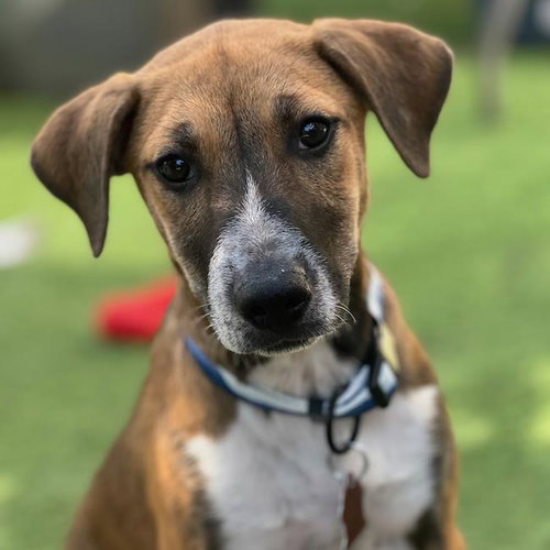 Boho Pup - Chic, an adoptable Shepherd in San Diego, CA