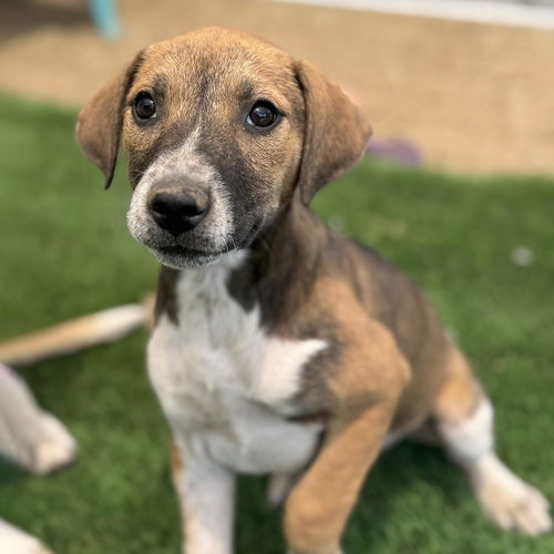 Boho Pup - Chic - Adopted photo 2
