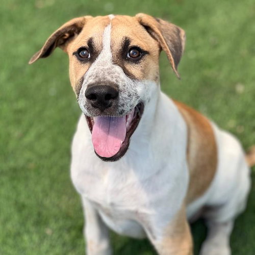 Boho Pup - Hobo, an adoptable Shepherd in San Diego, CA