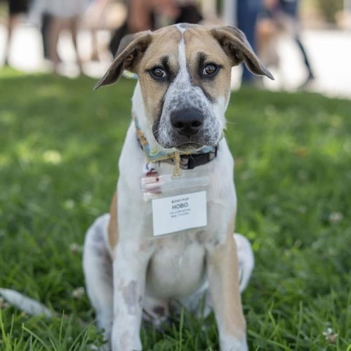 Boho Pup - Hobo photo 4