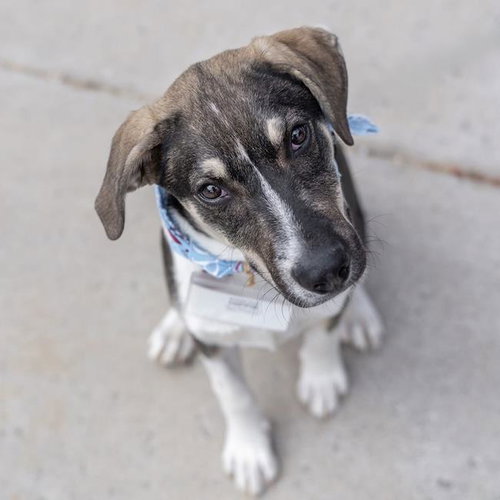 Boho Pup - Hippie, an adoptable Shepherd in San Diego, CA