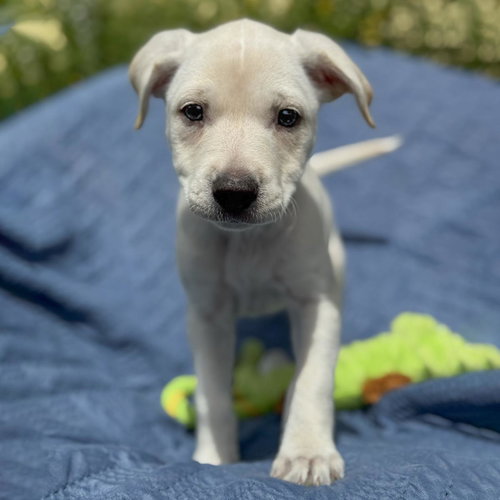 Cheers Pup - Carla, an adoptable Spaniel in San Diego, CA