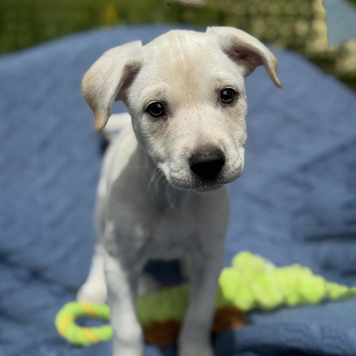 Cheers Pup - Carla photo 2
