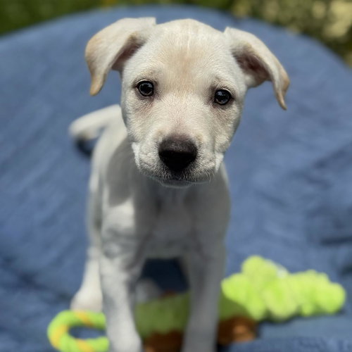 Cheers Pup - Carla photo 4