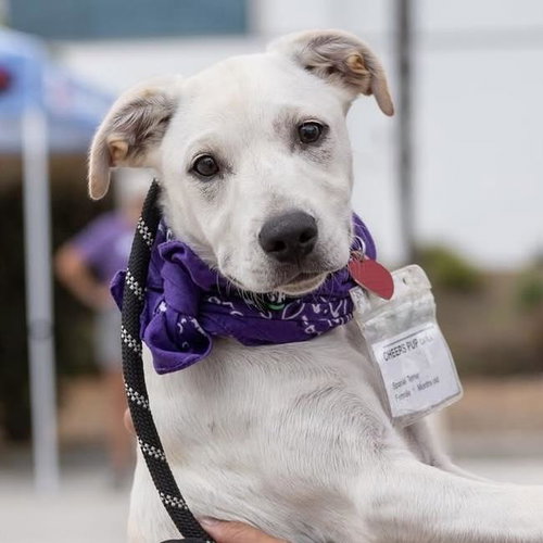 Cheers Pup - Carla, an adoptable Spaniel in San Diego, CA