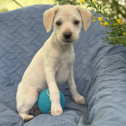 Cheers Pup - Diane, an adoptable Spaniel in San Diego, CA