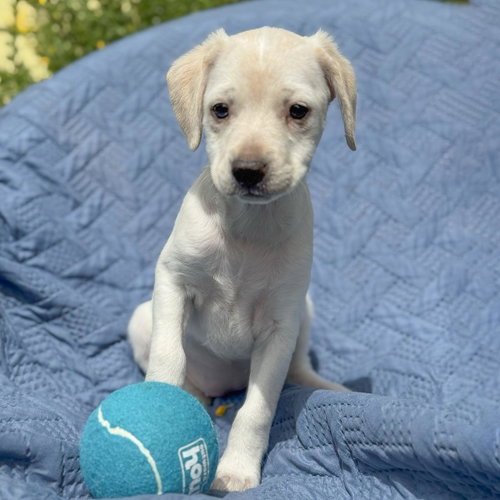 Cheers Pup - Diane photo 2