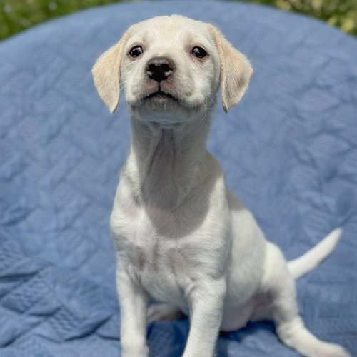 Cheers Pup - Diane photo 4