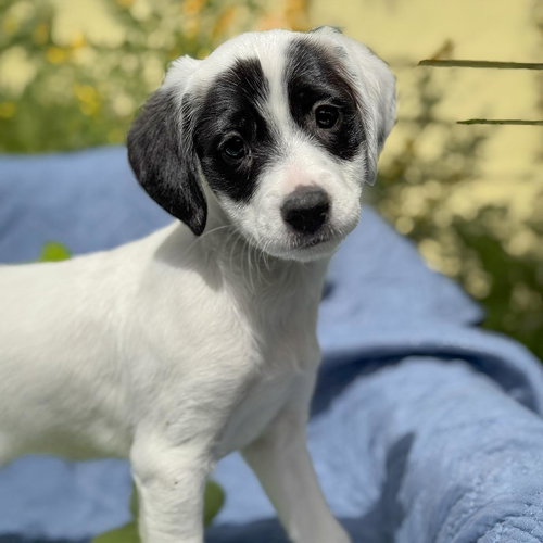 Cheers Pup - Kirstie, an adoptable Spaniel in San Diego, CA