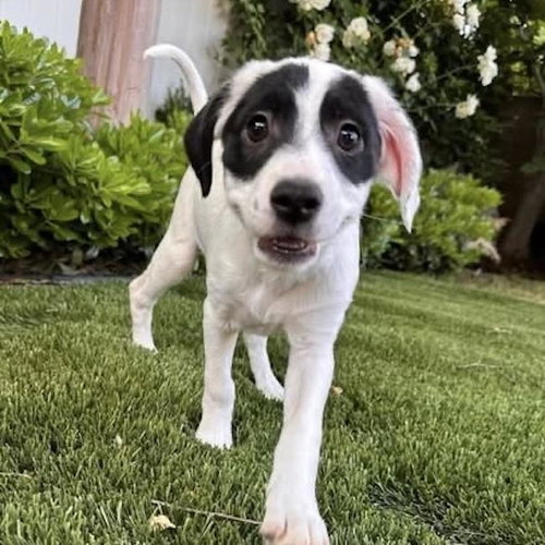 Cheers Pup - Kirstie, an adoptable Spaniel in San Diego, CA