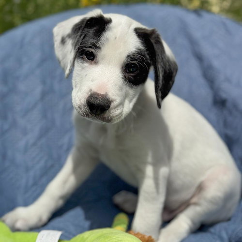 Cheers Pup - Coach, an adoptable Spaniel in San Diego, CA
