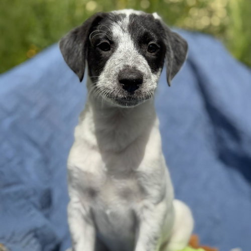 Cheers Pup - Frazier, an adoptable Spaniel in San Diego, CA