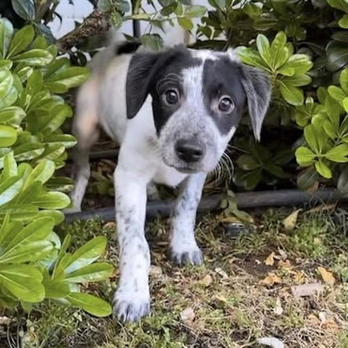 Cheers Pup - Frazier, an adoptable Spaniel in San Diego, CA