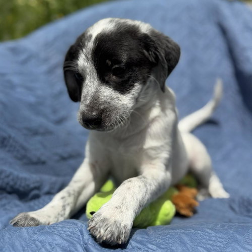 Cheers Pup - Frazier photo 4