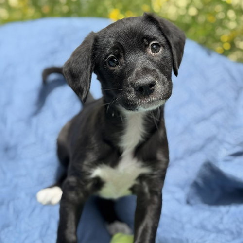 Cheers Pup - Norm, an adoptable Spaniel in San Diego, CA