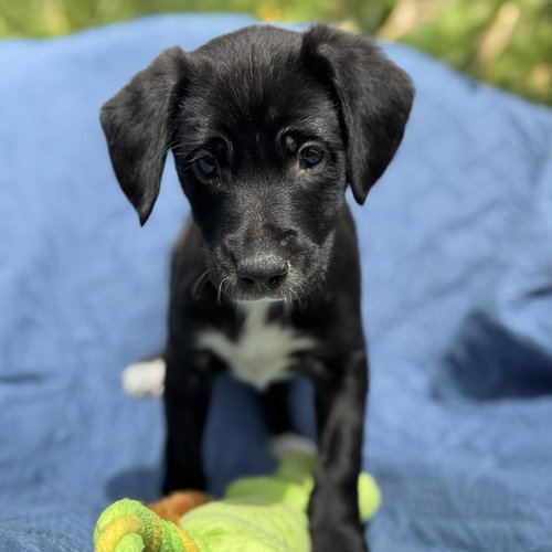 Cheers Pup - Norm photo 2