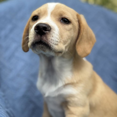 Cheers Pup - Woody, an adoptable Spaniel in San Diego, CA