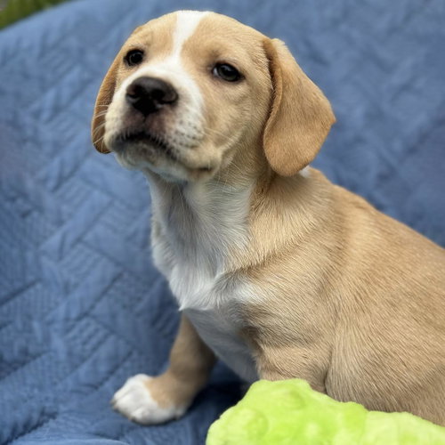 Cheers Pup - Woody - Adopted!, an adoptable Spaniel in San Diego, CA