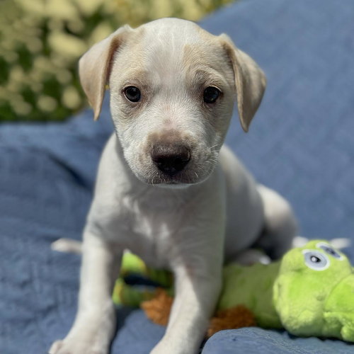 Cheers Pup - Sam, an adoptable Spaniel in San Diego, CA