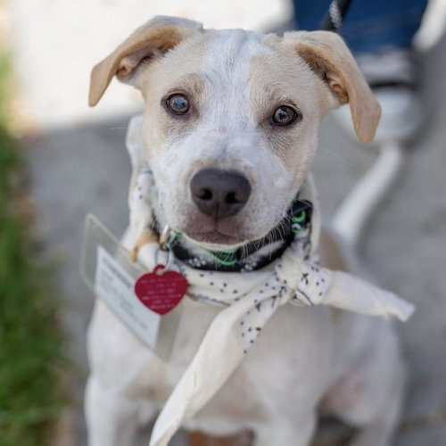 Cheers Pup - Sam, an adoptable Spaniel in San Diego, CA