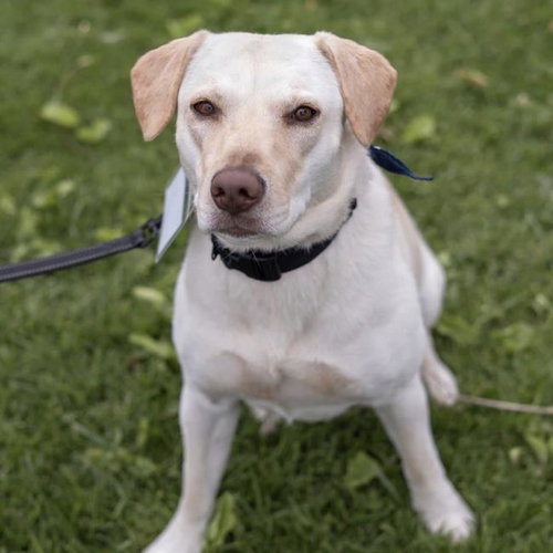 Ziany, an adoptable Labrador Retriever in San Diego, CA