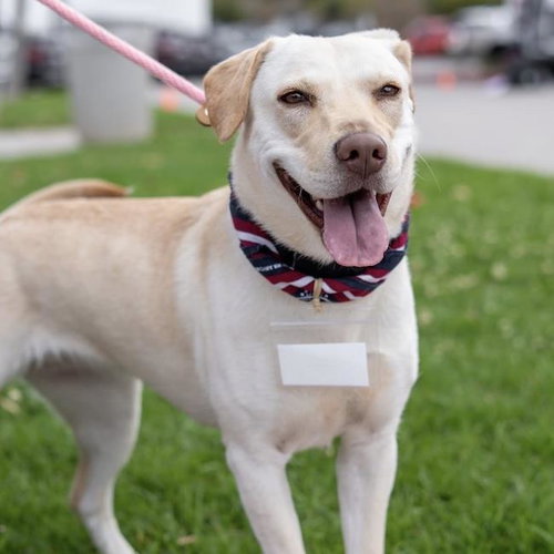 Ziany, an adoptable Labrador Retriever in San Diego, CA