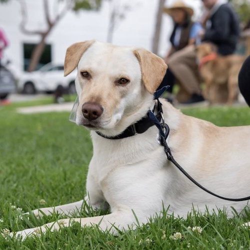 Ziany - Adopted photo 4