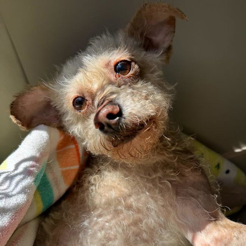 Artemis - (Medical), an adoptable Poodle in San Diego, CA