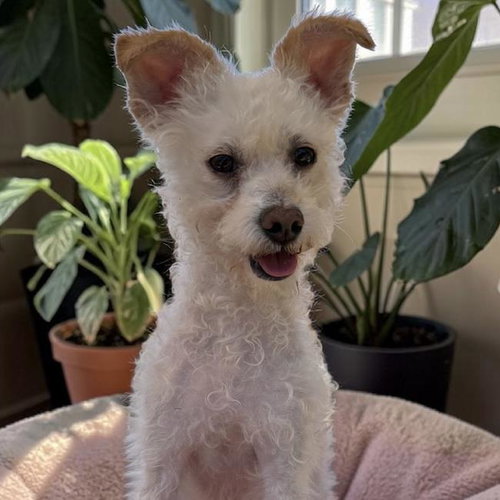 Artemis, an adoptable Poodle in San Diego, CA