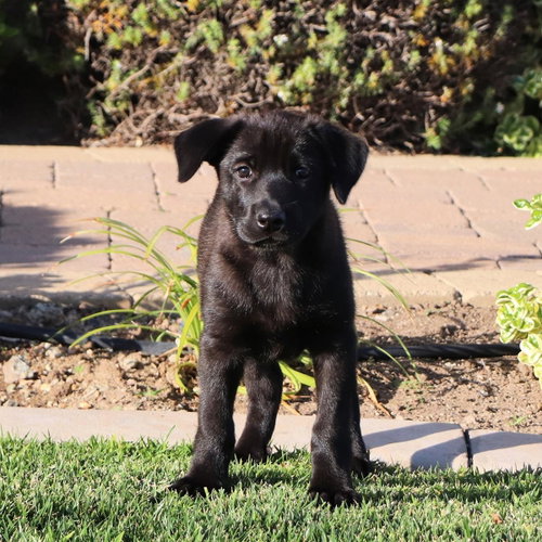 Windy Pup - Brisky photo 3