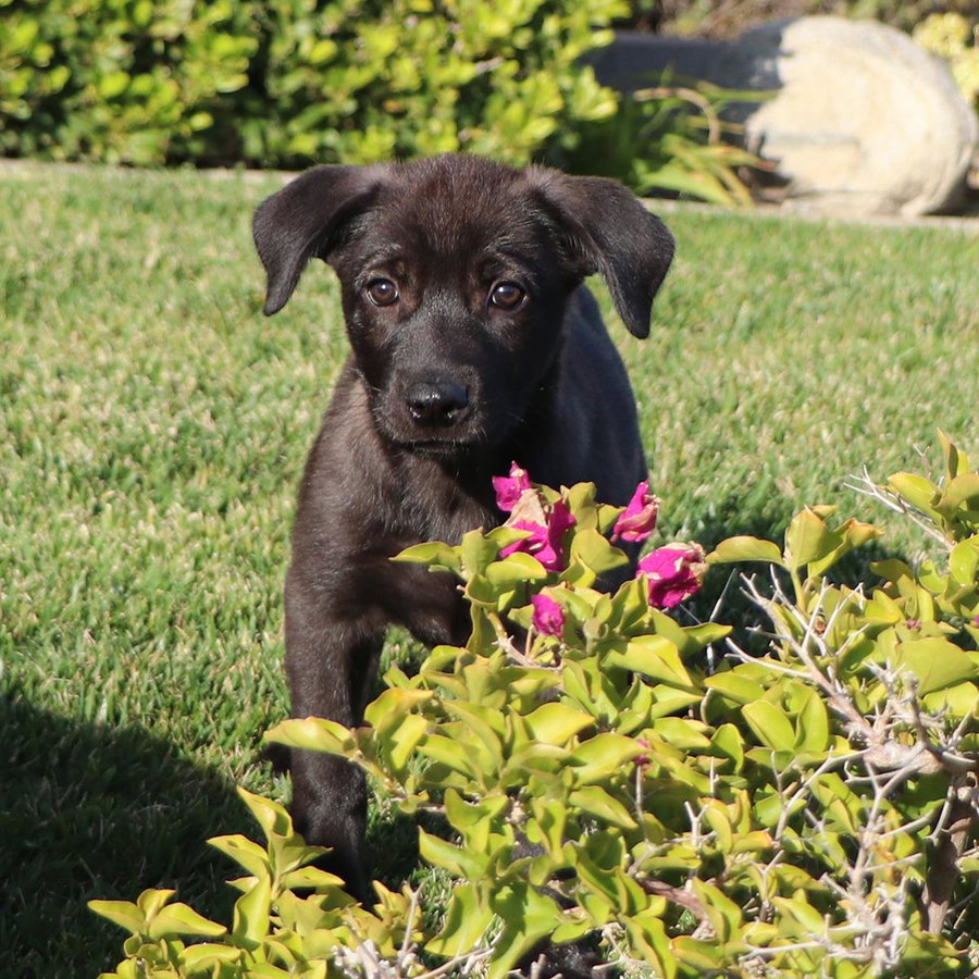 Windy Pup - Gale