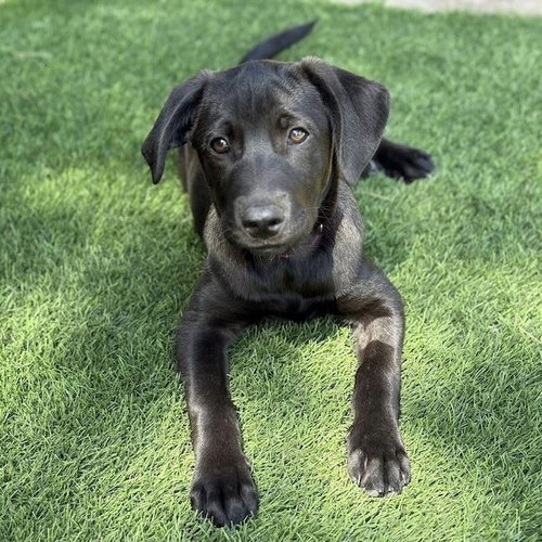 Windy Pup - Gale